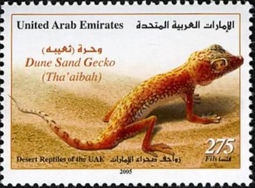 Middle Eastern short-fingered Gecko (Stenodactylus doriae)