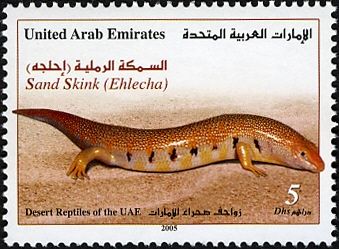 Sandfish (Scincus scincus)