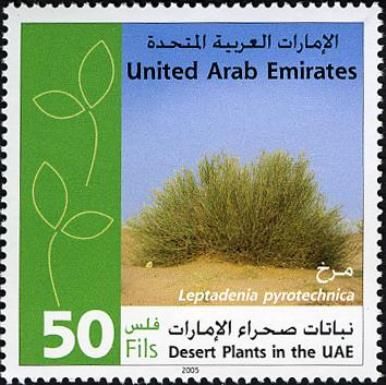 Desert plants in the UAE - Leptadenia pyrotechnica