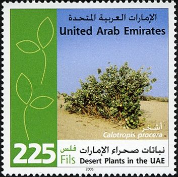 Desert plants in the UAE - Calotropis procera