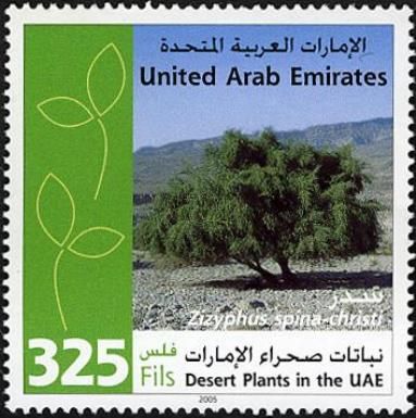 Desert plants in the UAE - Zizyphus spina-christi