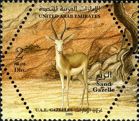 Arabian Sand Gazelle (Gazella subgutturosa marica)