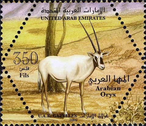 Arabian Oryx (Oryx leucoryx)