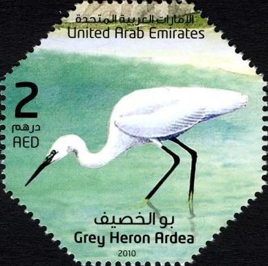 Grey Heron (Ardea) (see Description)