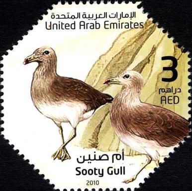 Sooty Gull (Ichthyaetus hemprichii)