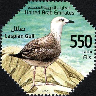Caspian Gull (Larus cachinnans)