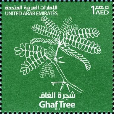 Ghaf Tree