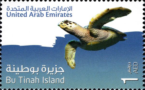 Hawksbill Sea Turtle (Eretmochelys imbricata)