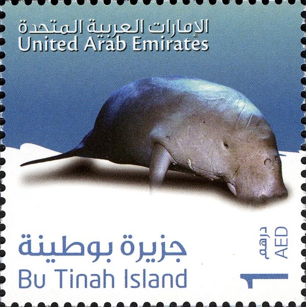 Dugong (Dugong dugon)