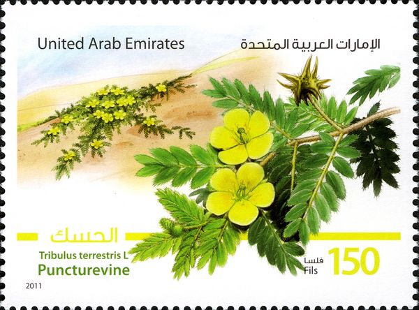 Puncturevine (Tribulus terrestris)
