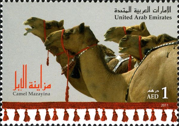 Dromedary (Camelus dromedarius)