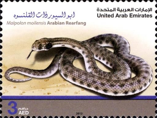 Moila Snake (Malpolon moilensis)