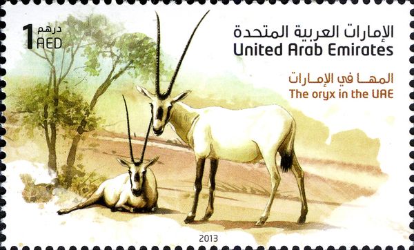 Arabian Oryx (Oryx leucoryx)