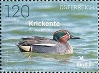 Eurasian teal (Anas crecca)