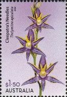 Cleopatra’s Needles (Thelymitra apiculata)