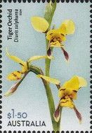 Tiger Orchid (Diuris sulphurea)