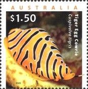 Tiger Egg Cowrie (Cuspivolva tigris)