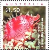 Nebulous Egg Cowrie (Testudovolva nebula)