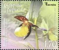 Lady's Slipper Orchid (Cypripedium calceolus)