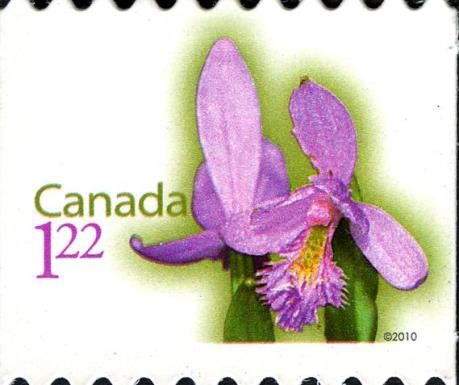 Rose Pogonia (Pogonia ophioglossoides) - Rounded perfs