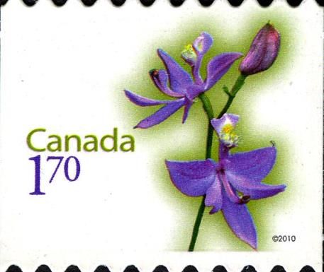 Tuberous Grasspink (Calopogon tuberosus) - Rounded perfs