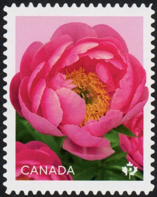 Cytheria Peony (Paeonia sp)