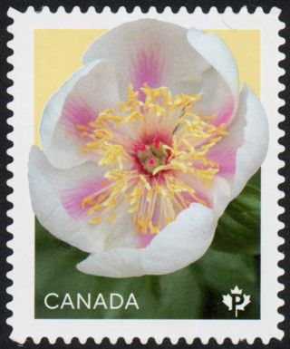 Marie-Victorin Peony (Paeonia sp)