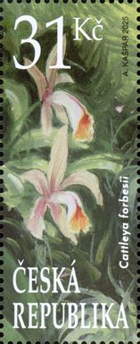 Cattleya forbesi