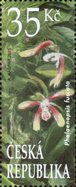 Phalaenopsis fuscata
