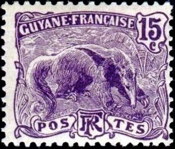 Giant Anteater (Myrmecophaga tridactyla)
