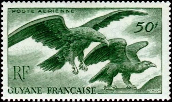 Golden Eagle (Aquila chrysaetos)