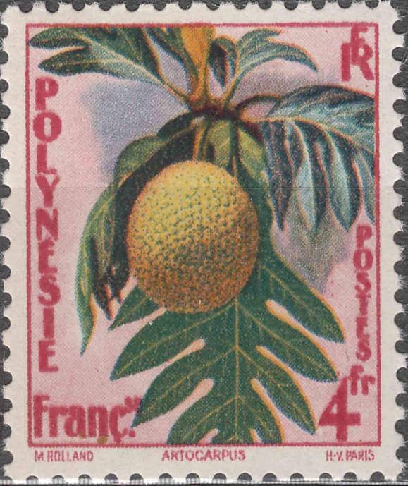 Breadfruit Tree