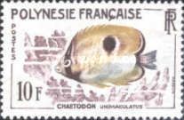 Teardrop Butterflyfish (Chaetodon unimaculatus)