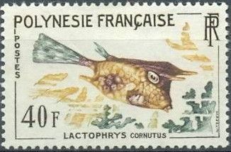 Longhorn Cowfish (Lactoria cornuta)