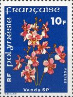 Vanda sp.