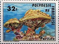 Stony Coral (Porites sp.)