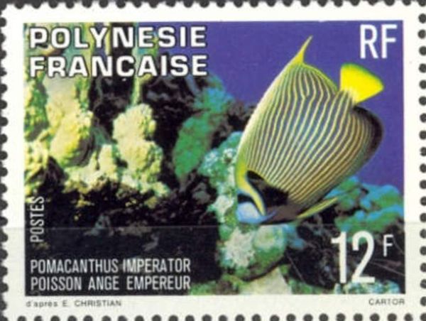 Emperor Angelfish (Pomacanthus imperator)