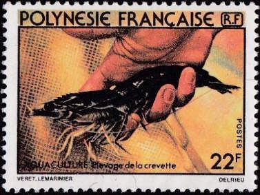 Giant Tiger Prawn (Penaeus monodon)