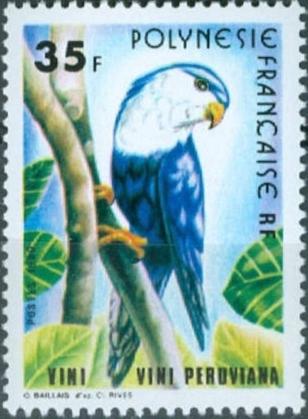 Blue Lorikeet (Vini peruviana)