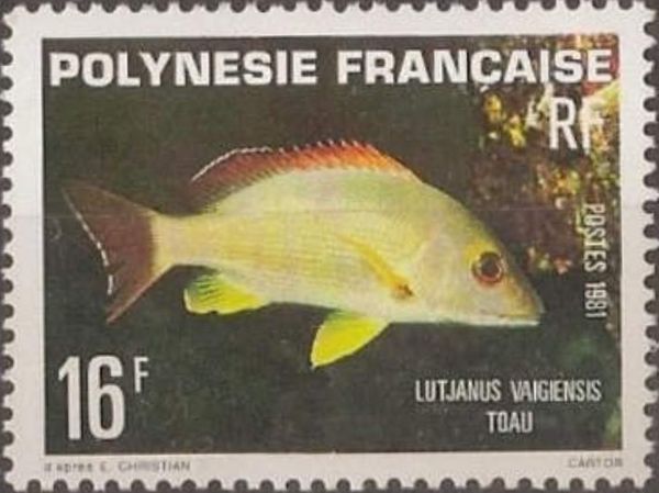 Blacktail Snapper (Lutjanus vaigiensis)