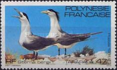 Great Crested Tern (Sterna bergii)