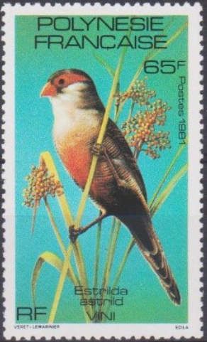 Common Waxbill (Estrilda astrild)
