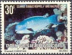 Heavybeak Parrotfish (Scarus gibbus)