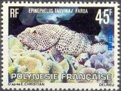 Greasy Grouper (Epinephelus tauvina)