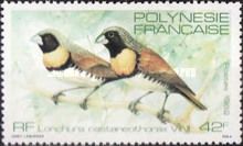 Chestnut-breasted Munia (Lonchura castaneothorax)