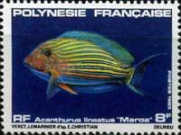 Blue-lined Surgeonfish (Acanthurus lineatus)