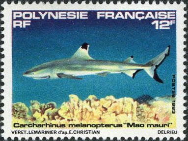 Blacktip Reef Shark (Carcharhinus melanopterus)