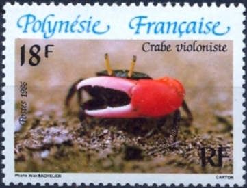 Thick-legged Fiddler Crab (Uca crassipes)