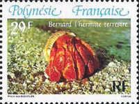 Strawberry Hermit Crab (Coenobita perlatus)