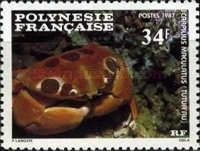 Spotted Reef Crab (Carpilius maculatus)